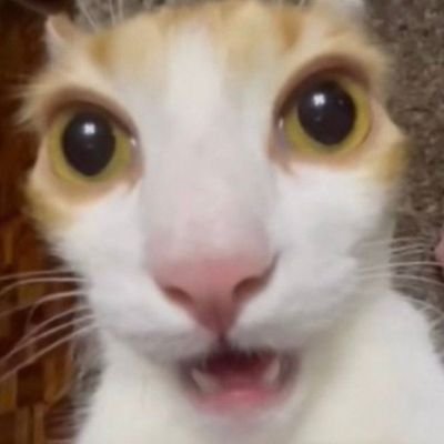 뫵さんのプロフィール画像