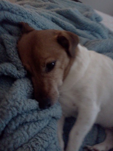 Loving owner of a Jack Russell Terrier.  This Twitter Page is for the owners, lovers, and fans of the breed.