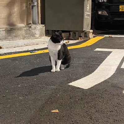 moon___sh's profile picture.