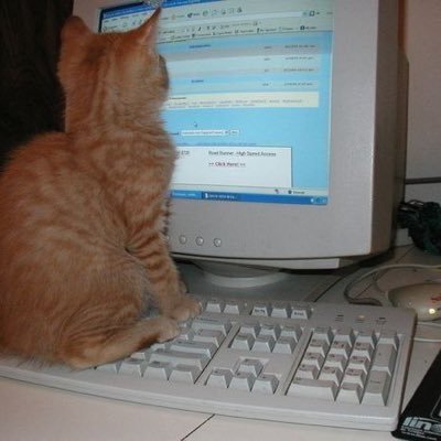 federalcatt's profile picture. xmpp: federalcat@exploit.im