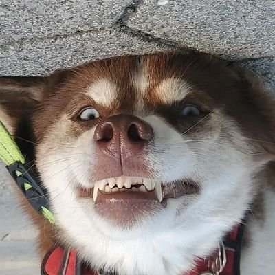 FlashCapades24's profile picture. ARF ARF
Ron Paul was Right