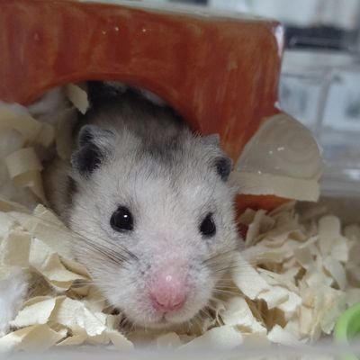 もずくはオパール出身のエリンギさんのプロフィール画像
