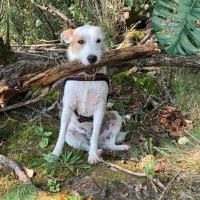 PehiccⓋ (@_pehicc) 's Twitter Profile