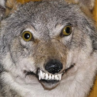 xxshewulfxx's profile picture. shakira sang about me