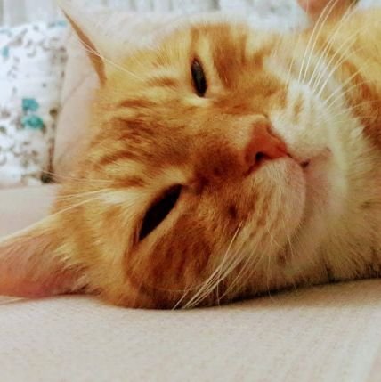 YaseminNer42729's profile picture. 