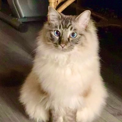 She/Her 🌈 Unpaid carer for my autistic daughter Life Coaching Cat lover 😻