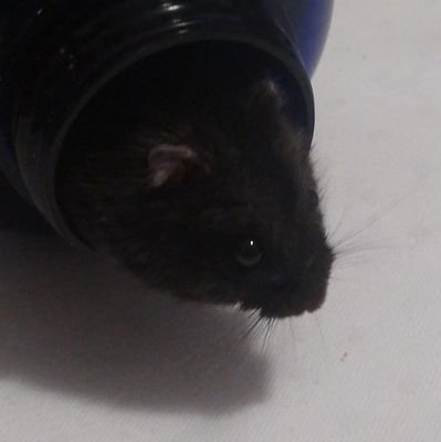 CHRISAAHvrem's profile picture. Rats.
