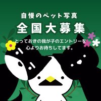 🟢命の尊さを考えるペット写真展🟢【公式】※クラファンへのご協力ありがとうございました！ (@shiroitori_o) Twitter profile photo