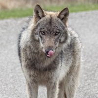 Lisette (@beukhorst) 's Twitter Profile