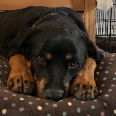 shepherding1612's profile picture. 