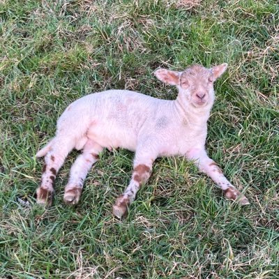 8Fjora3's profile picture. geboren in der württembergischen Kolonie Baden.