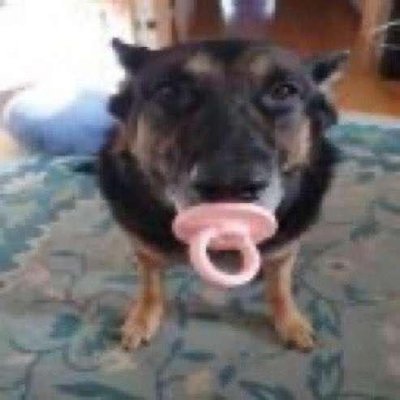 binkydawg's profile picture. binky