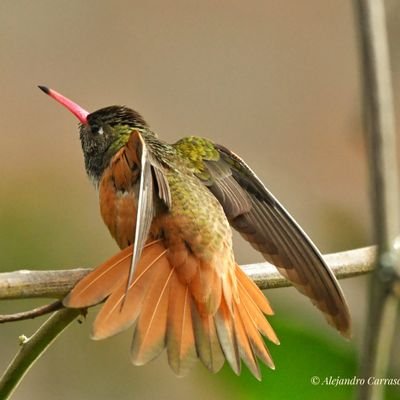 Official Tour Guide Birdwatcher, Culture, History Región Cajamarca- Perú