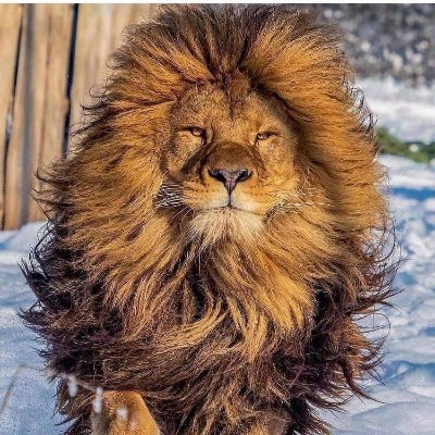 engmawlmo's profile picture. 🎭