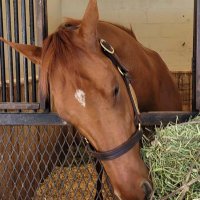 RequiemBell (@requiembell86) 's Twitter Profile Photo