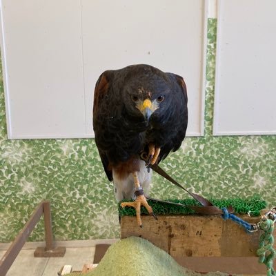スキー/スノーボード/アウトドア/動物(主に水生動物)/グルメ/写真/車/資産運用/FX/スキャルピング/2児の父/気ままに呟きますが、子育て中につき資産運用と子育てツイートが多めです