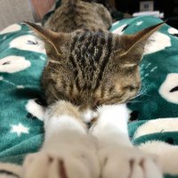 猫又にゃん太 (@nekomatanyanta) 's Twitter Profile Photo