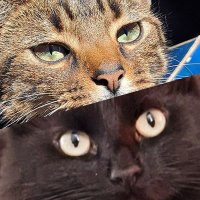 Jet & Honey (@jet_honey_2022) 's Twitter Profile