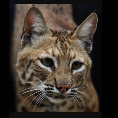 American Patriot, Son of the South and the Commonwealth; Wildcat To The Core 😼 Unapologetically right wing