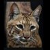 Wildcat (@wildcat82358503) Twitter profile photo Wildcat (@wildcat82358503) Twitter profile photo