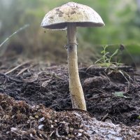 Fueled by Fungi(@fueledbyfungi) 's Twitter Profile Photo