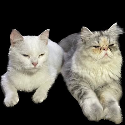 ouuu_s's profile picture. 2014年初インドネシア！2019年〜チカラン | バイクはチャリ代わりに乗ってます | 2022年 改宗 | 2023.11.11結婚 | お小遣い制度