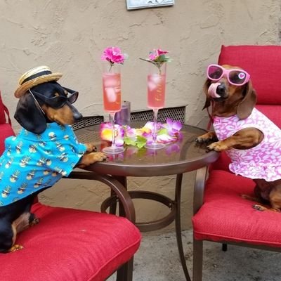 Animal Actors stars of Wiener Dog Nationals and Internationals