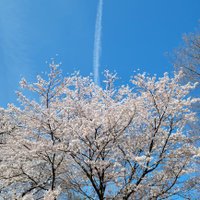 4年生 (@panda_mono_kuro) 's Twitter Profile