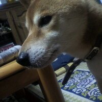 カズオ(兄)(@Kaz1851yjm) 's Twitter Profile Photo