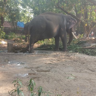 DeepikaSrini's profile picture. Other