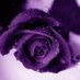 Nabila Amini (@nabilaamin90654) Twitter profile photo Nabila Amini (@nabilaamin90654) Twitter profile photo