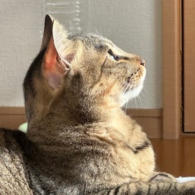 こじさんのプロフィール画像