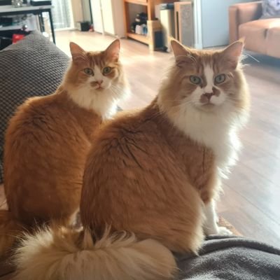 welcome on the Twitter of Caia & Vito,  #MainCoon #FB #CatsOfTwitter