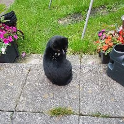 CatssNeon67220's profile picture. Lydia Rose 
💗💗