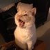 Boo Boo the Pirate Cat (@boo_pirate) Twitter profile photo Boo Boo the Pirate Cat (@boo_pirate) Twitter profile photo