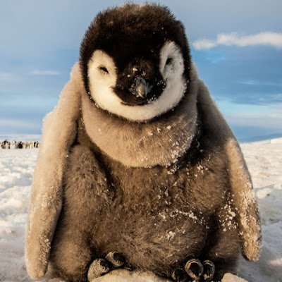 jassima95593157's profile picture. لا تستسلم فالبداية هي دائما الأصعب
الصبر صبران صبر على ما تكره وصبر على ما تحب
الإمام علي علية السلام