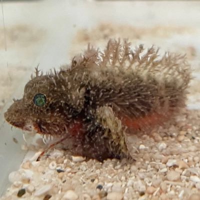 isokasaGon's profile picture. 専ら浮遊生物