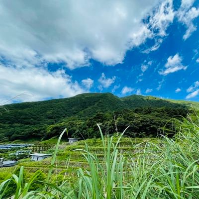 turtleofturtle's profile picture. 