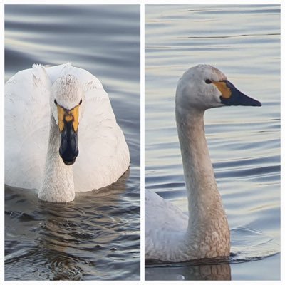 SteveHeaven5's profile picture. Bewick’s swan researcher for WWT