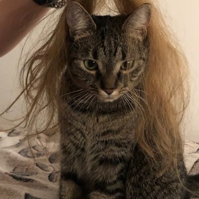 kotomama_M's profile picture. 