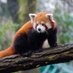 Panda1265 (@panda12650725) Twitter profile photo Panda1265 (@panda12650725) Twitter profile photo