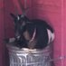 Goat Trash (@goattrash) Twitter profile photo Goat Trash (@goattrash) Twitter profile photo