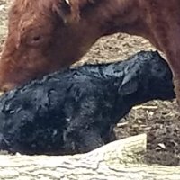 Stephan Bowman (@stephanbowman4) 's Twitter Profile