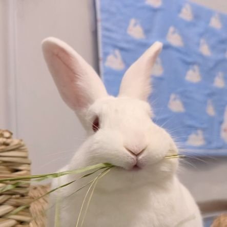 飼い主は台湾在住日本人。2022/4/10 台灣愛兔協會より当時9ヶ月のニュージーランド・ホワイト保護兎♀をお迎えしました。名前は「小巨人」こと「キョーちゃん」です🐇パパママ呼びは苦手なので、お気軽に「はせこ」と呼んでください🙋‍♀️ English/中文(台灣)OK ※スパムは即報告ブロック 支持台灣獨立