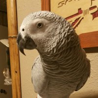 Aaronski (@aaron_mysl11434) 's Twitter Profile