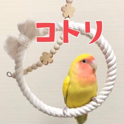 鳥さんの安全を守り♥︎飼い主さんの安心も守り♥︎そのうえ可愛くて♥︎なるべくナチュラルで♥︎鳥さんも怖がりにくく♥︎遊んでも楽しく♥︎居心地も良く♥︎飼い主さんが見ていても心が癒される♥︎ …そんなおもちゃ作りを目指しています。 https://t.co/BAkd1rHRN5