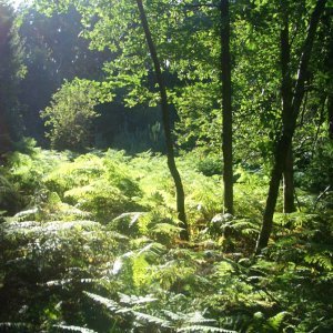 Forest_Of_Dean_'s profile picture. FOREST OF DEAN