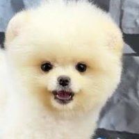 Emine'm (@eminekyl_8767) Twitter profile photo