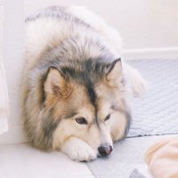 小李子 (@husky4tzuyu) 's Twitter Profile