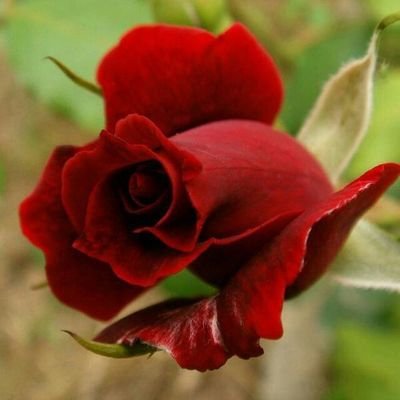 idmanchy's profile picture. 